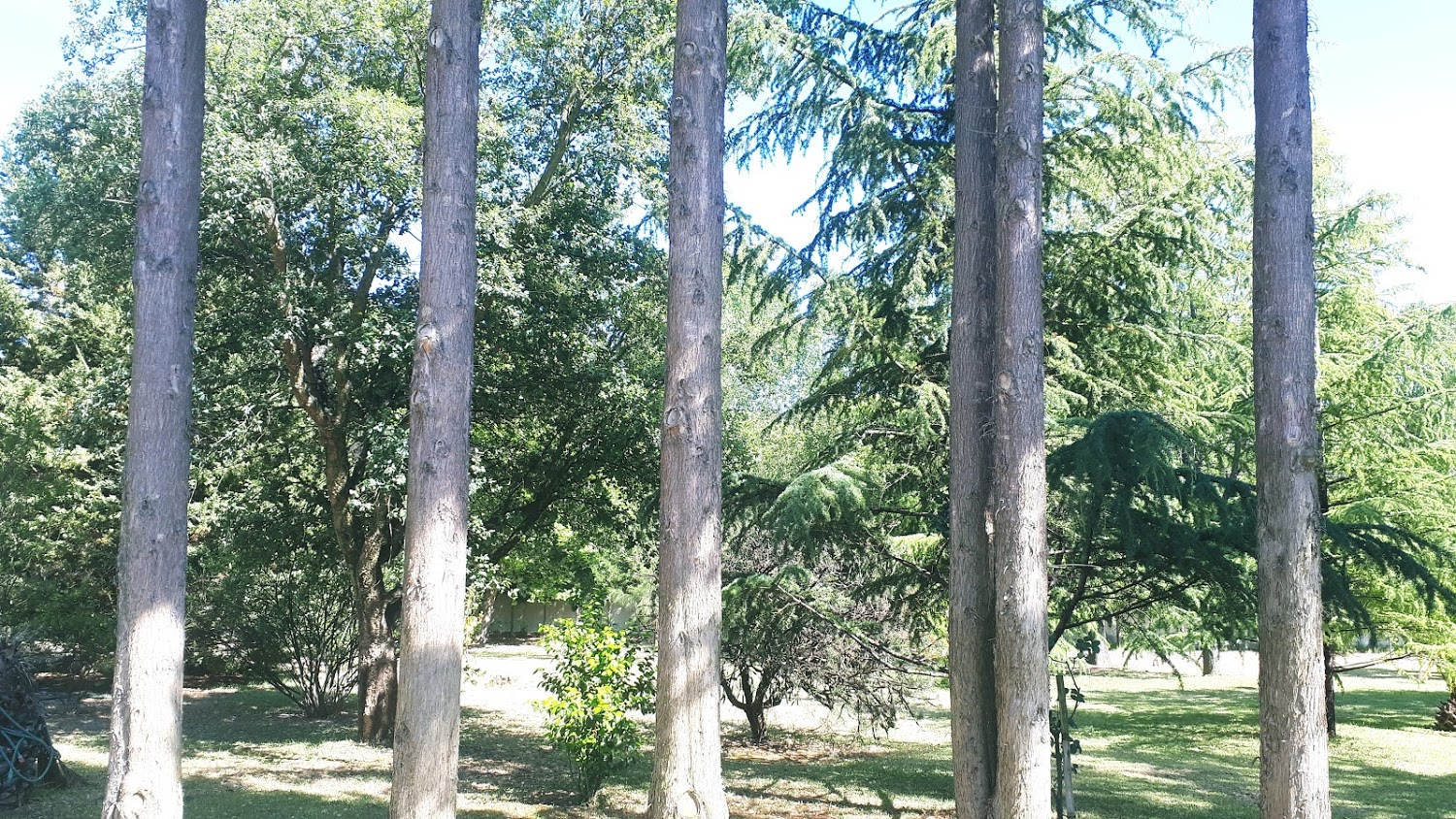 Árvores