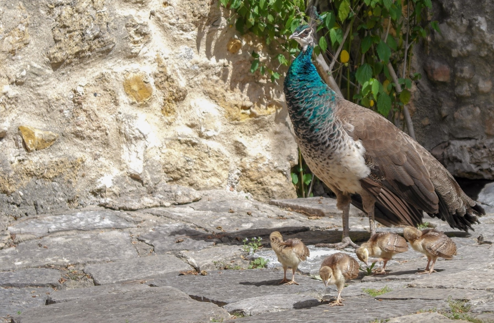 Pavão e crias